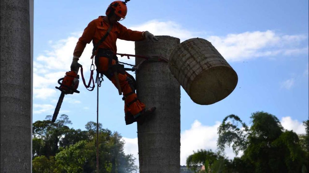 Corte de árvores - ILHA DA MADEIRA