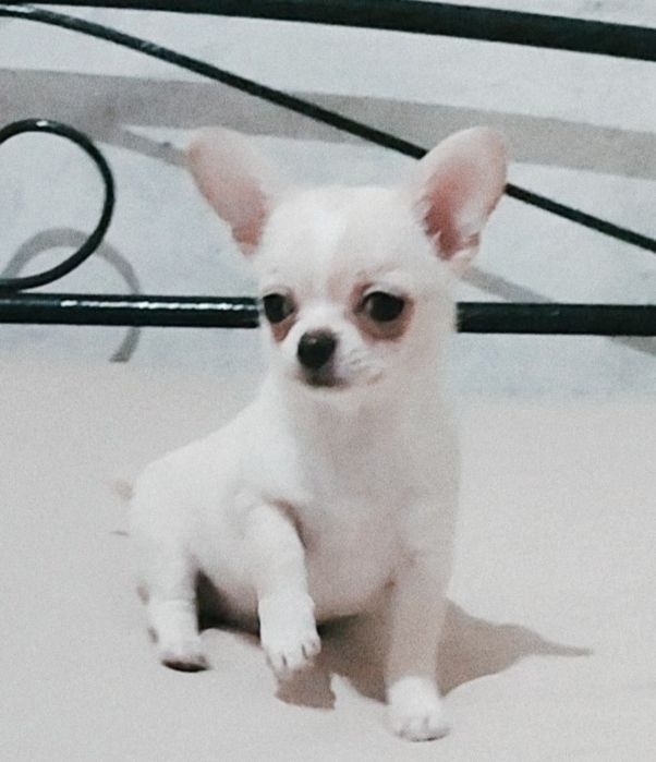 Шикарный мальчик, тип кобби