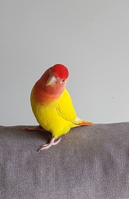 Casal de Agapornis