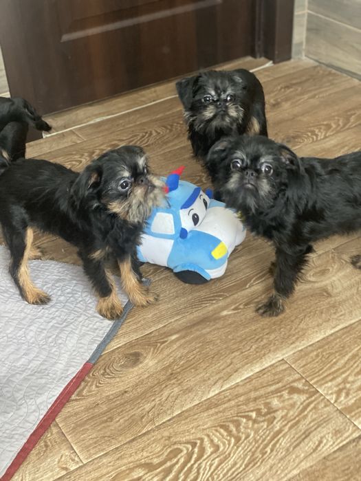 Гриффон бельгійський