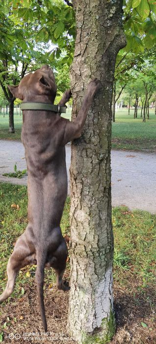 Вязка Американский Питбуль