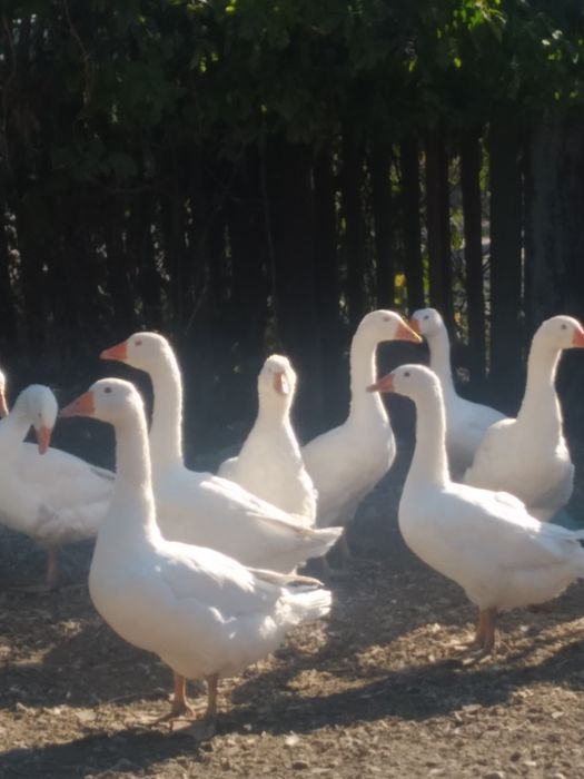 Продаж. Гуси білі.