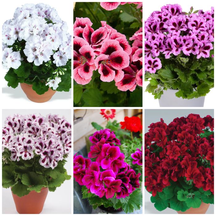 Королівські пеларгонії касетні живці в торфотаблетках