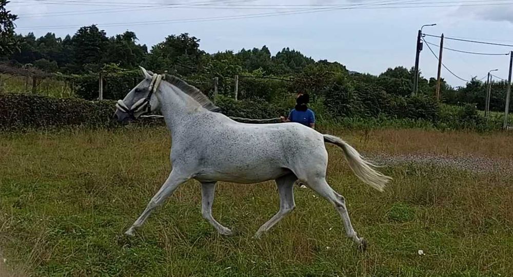 Égua lusitana pontuada