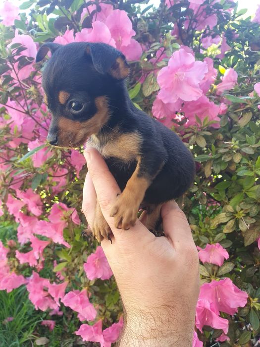 Pinscher miniatura macho