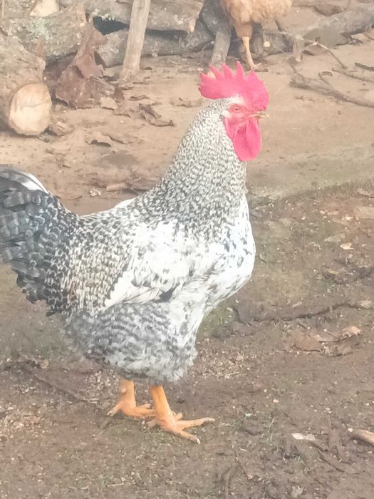 Ovos galinha caseiros