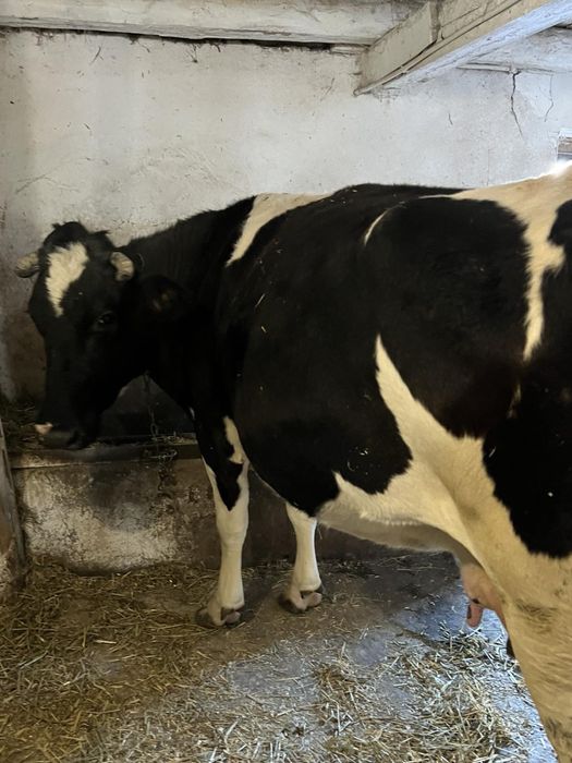 Продам молоду тільну корову