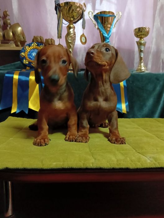 Щенки таксы стандарт с документами клуба