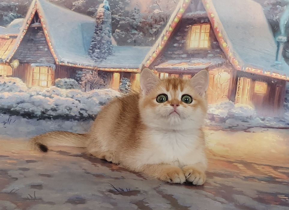 Красивый зеленоглазый шотландец