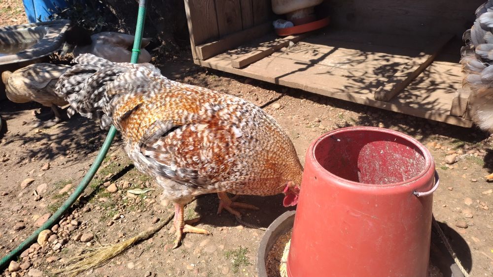 Galos para mudarem de capoeira