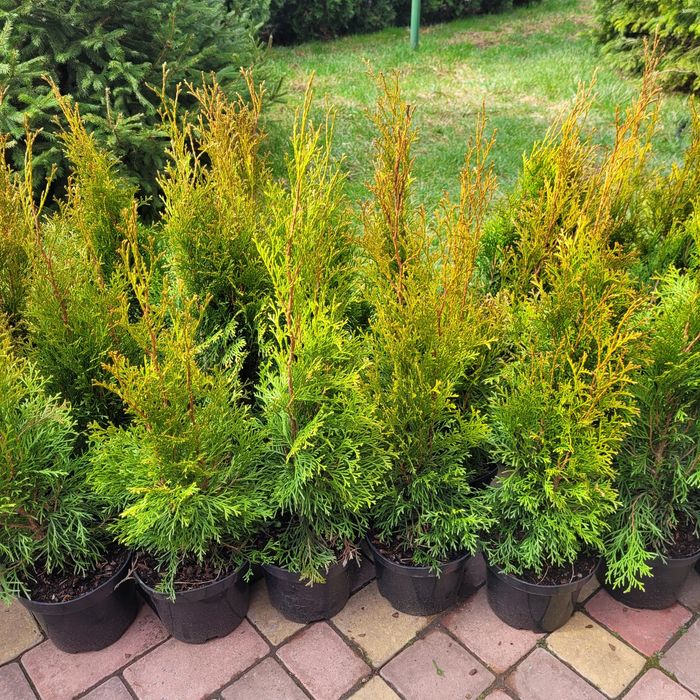 Туя Смарагд 50-60см