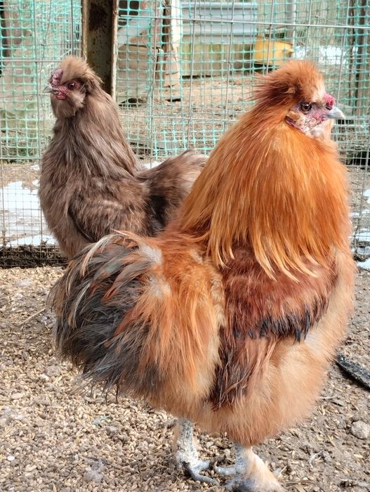 Koguty silek jedwabistych