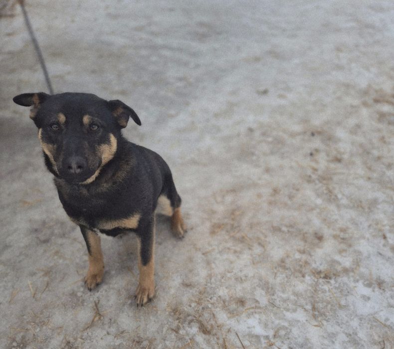 Gończy Polski piesek do oddania