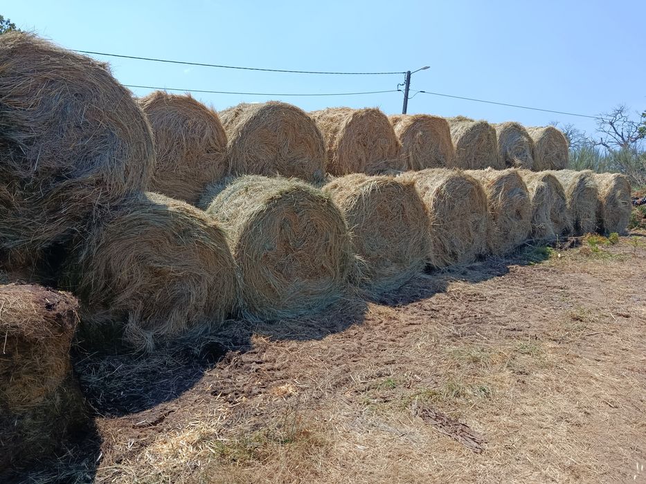 Rolos de feno 2026 (Montalegre)