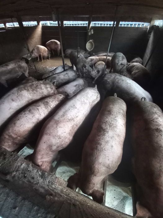 Продам свині живою вагою