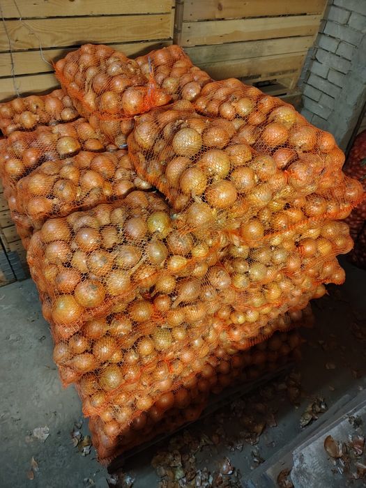 Cebula z siewu wiosennego rijsburger