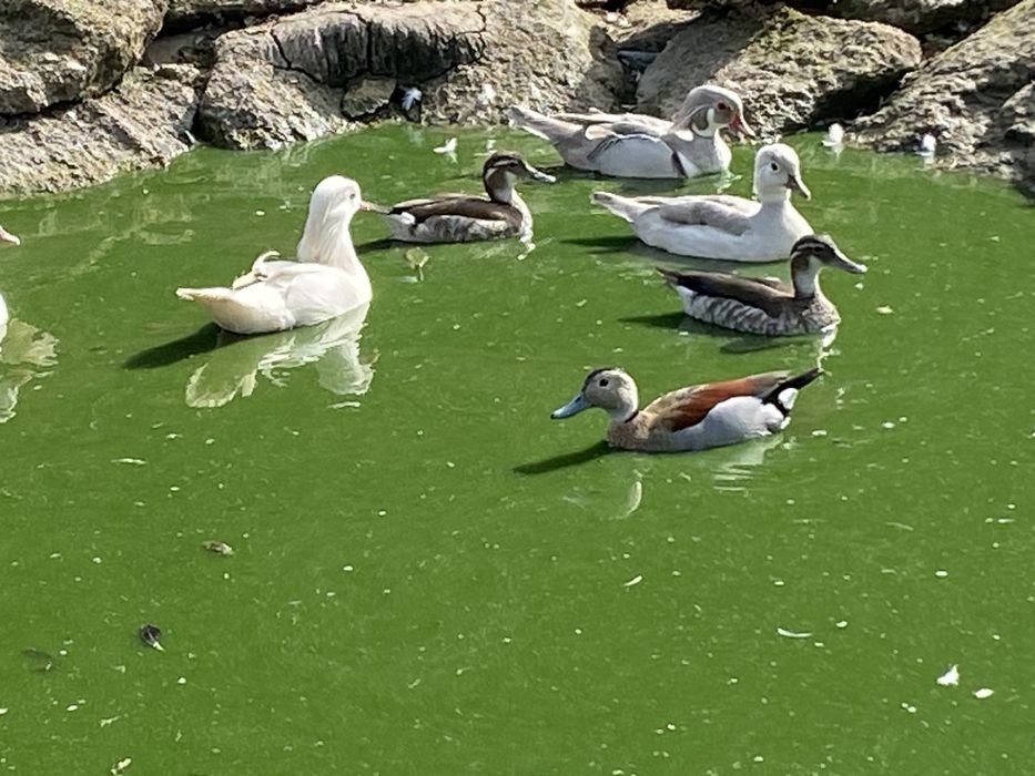 Cyraneczki czerwonoramienne kaczki ozdobne samce