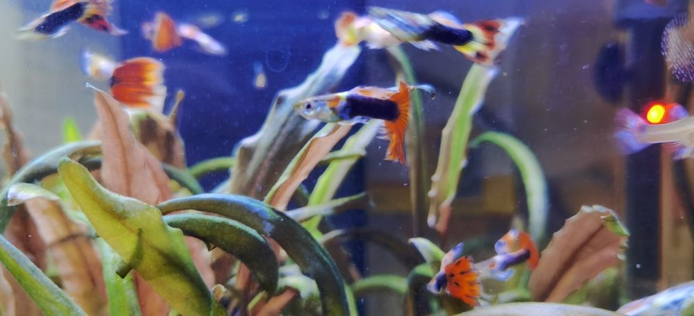 Peixes Guppies Aquario