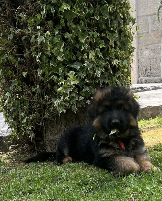 Pastor alemão qualidade