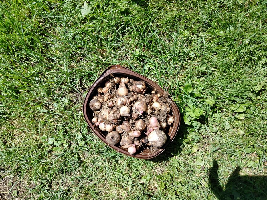 Cebule szafirków 80szt