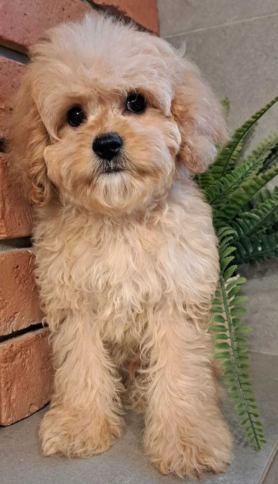 Cavapoo gotowy na zmianę domku