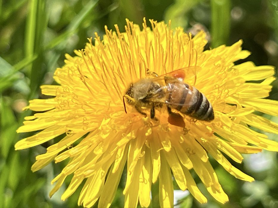 Propolis, kit pszczeli z wlasnej pasieki