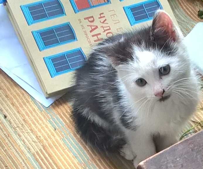 Віддам котика бескоштовно