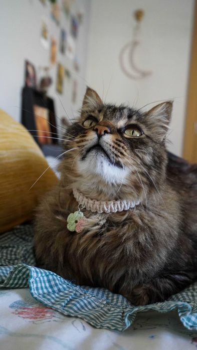 Coleiras em macrame para cães e gatos