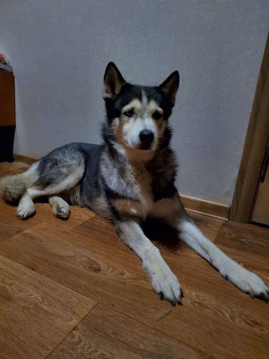 Хаскі безкоштовно в добрі руки