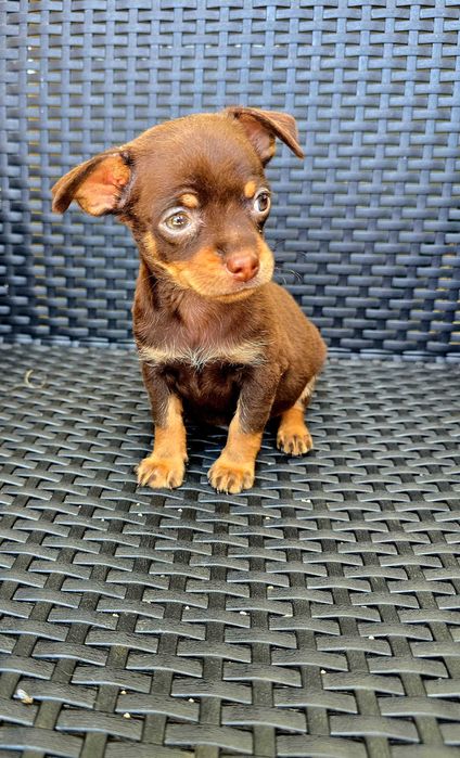 Chihuahua macho Cor Chocolate