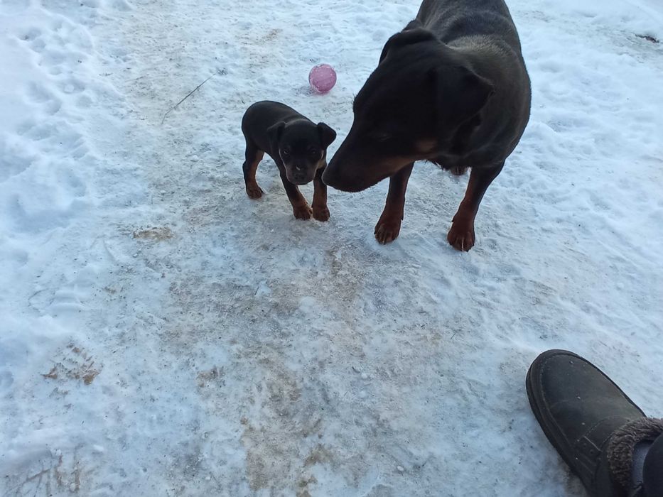 Яг терьер девочка