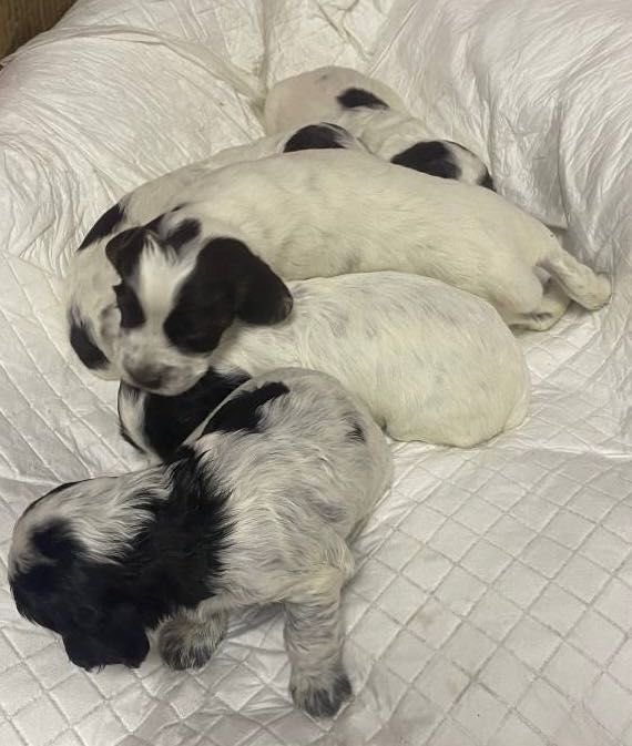 Спанієль дівчатка та хлопчик