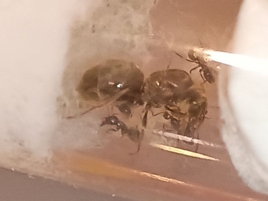 Lasius Niger Q+1-5w