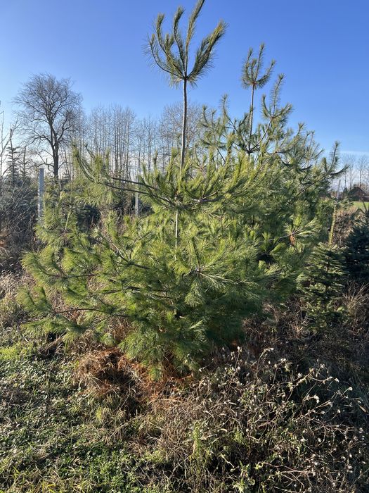 Сосна веймутова 3 м