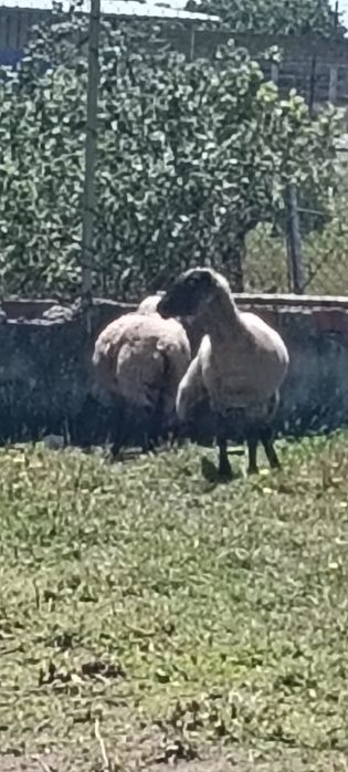 Ovelhas fêmeas boas