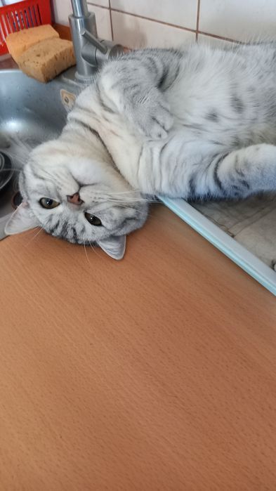 Шотландський красень