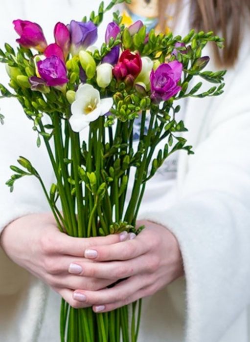 Продам цибулини фрезії махрової