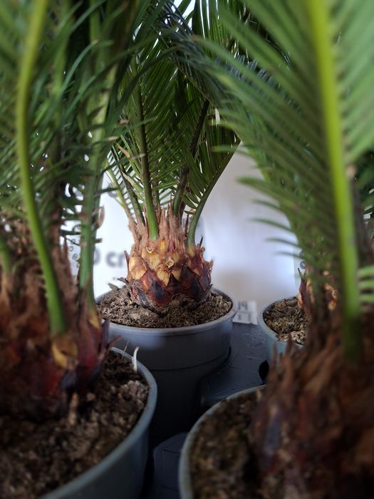 Cycas Revoluta, Sagowiec Odwinięty 50 cm -