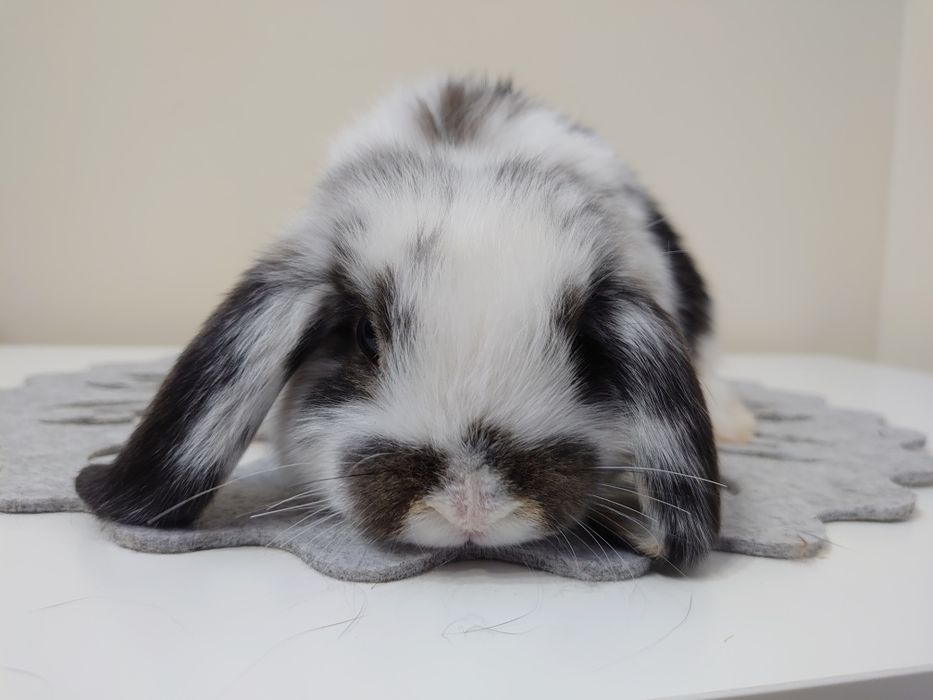 Króliki Mini -Lop