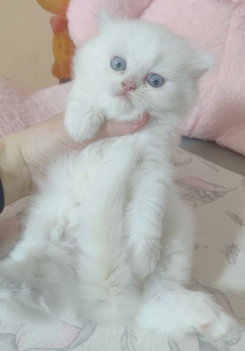 Білий малюк з блакитними очима.  Кошенята,  котята,  котенок