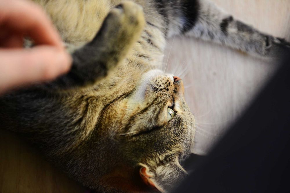 młoda kotka Jolie - preferowana adopcja w dwupaku z Arielką