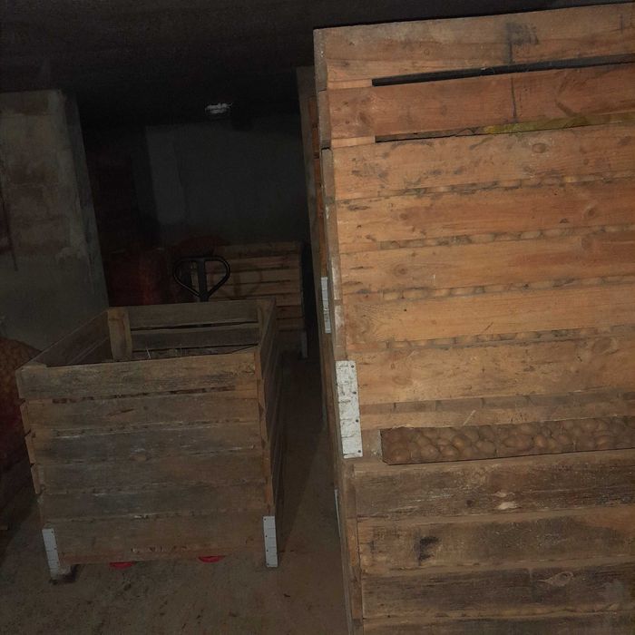 Ziemniaki jak sadzeniaki. Różne odmiany