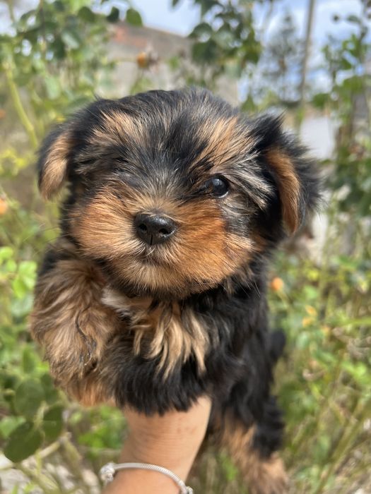 Yorkshire terrier femea  suoer top