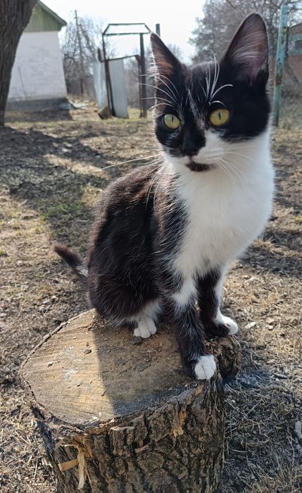 Віддам кошенят в добрі руки