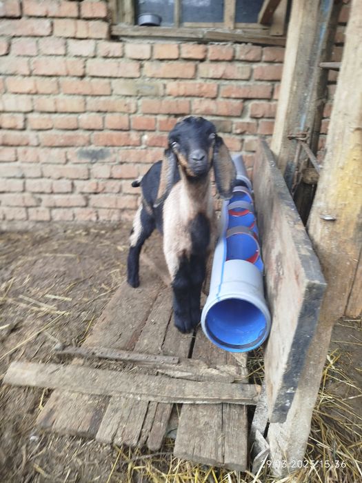 Козенята  Англонубійці (АН) %