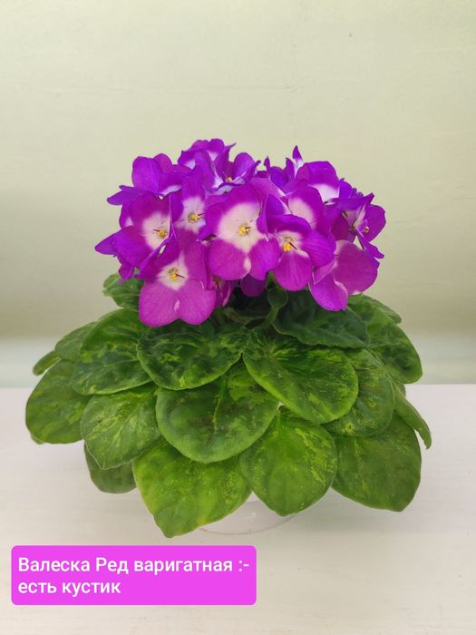 Фиалки сортовые детки