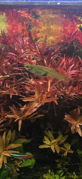 Rotala,rotala vietnam