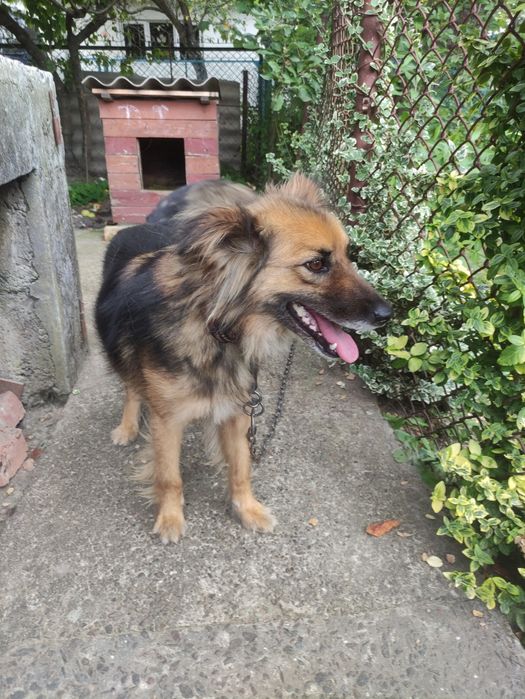 Собака стерилізована з чудовим характером