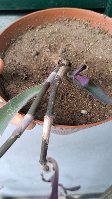 Plantas coração roxo