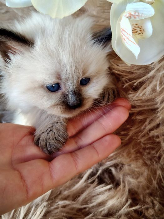 Kotka Neva Masquerade SIB n 33